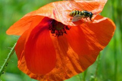 Mohnblüte mit Insekt