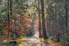 Waldspaziergang