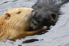 Nutrias im Deuschlweiher bei Grafing
