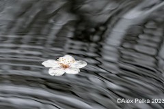 Blüte im Wasser
