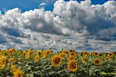 Sonnenblumenfeld