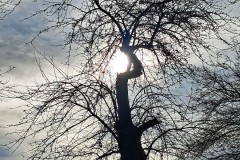 Sonnenbaum