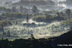 Morgennebel im Wald in Irland