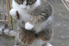 Kampfkatze