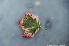 Laubblatt