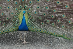 Pfau