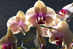 Orchideen
