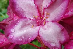 Rhododendron