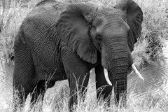 Elefant