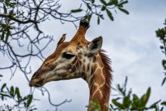 Giraffe mit Madenhacker