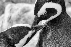 Pinguine