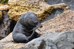 Seelöwe