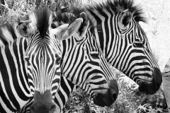 Zebras