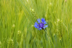 Anna_6