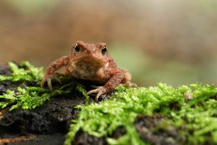 12Annelies_Grasenack_Erdkroete_IMG_0048