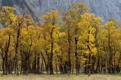 16Annelies_Grasenack_Grosser-Ahornboden-in-Oesterreich_IMG_5913
