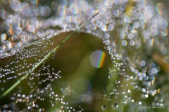 19Annelies_Grasenack_Lichtreflexe-im-Tau-eines-Spinnennetzes_P4B9079