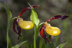 5Annelies_Grasenack_Frauenschuh_IMG_9207
