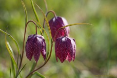 6Annelies_Grasenack_Schachbrettblume_MG_8382