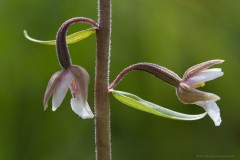 7Annelies_Grasenack_Stumpfstendelwurz_IMG_9856