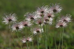 8Annelies_Grasenack_Samenstaende-der-Kuechenschelle_IMG_2267