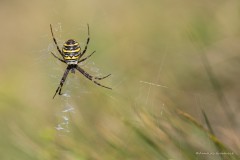 9Annelies_Grasenack_Wespenspinne_P4B9261