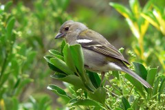 Madeira, Vogel