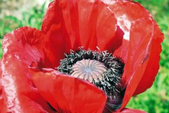 Botanischer Garten, Nymphenburg, Mohnblume