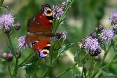 Schmetterling auf Distel