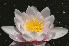 Botanischer Garten, Nymphenburg, Seerose