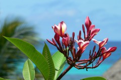 Seychellen, Praislin, Frangipani