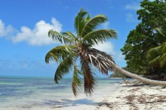 Seychellen, Praislin, Palme