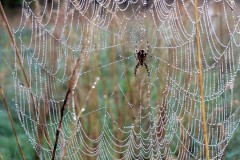 Spinnennetz mit Morgentau