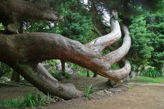 Madeira, Baum