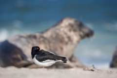 Austernfischer mit Kegelrobbe