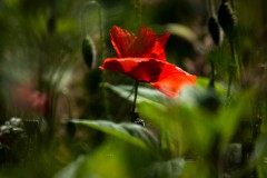Mohn