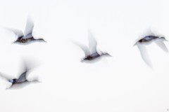 Enten