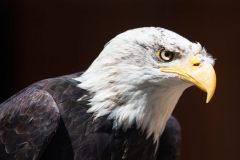 Adler