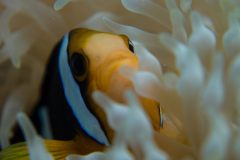Anemonenfisch