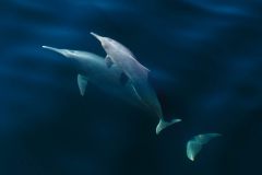 Delfinmutter mit Kind