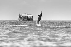 Springender Delfin