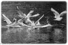 Landshut - Vogelschar