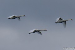 Lindau - Schwanenformation