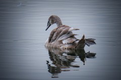 Lindau - Schwanenposing