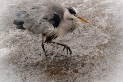 Reiher im Schmuddelwasser