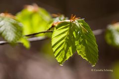 Cornelia_Schmieg_Buchenblaetter