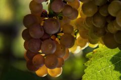 Cornelia_Schmieg_Wein1