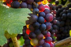 Cornelia_Schmieg_Wein2