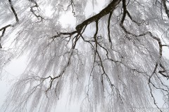 _Baum im Frost