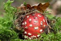 Junger Fliegenpilz